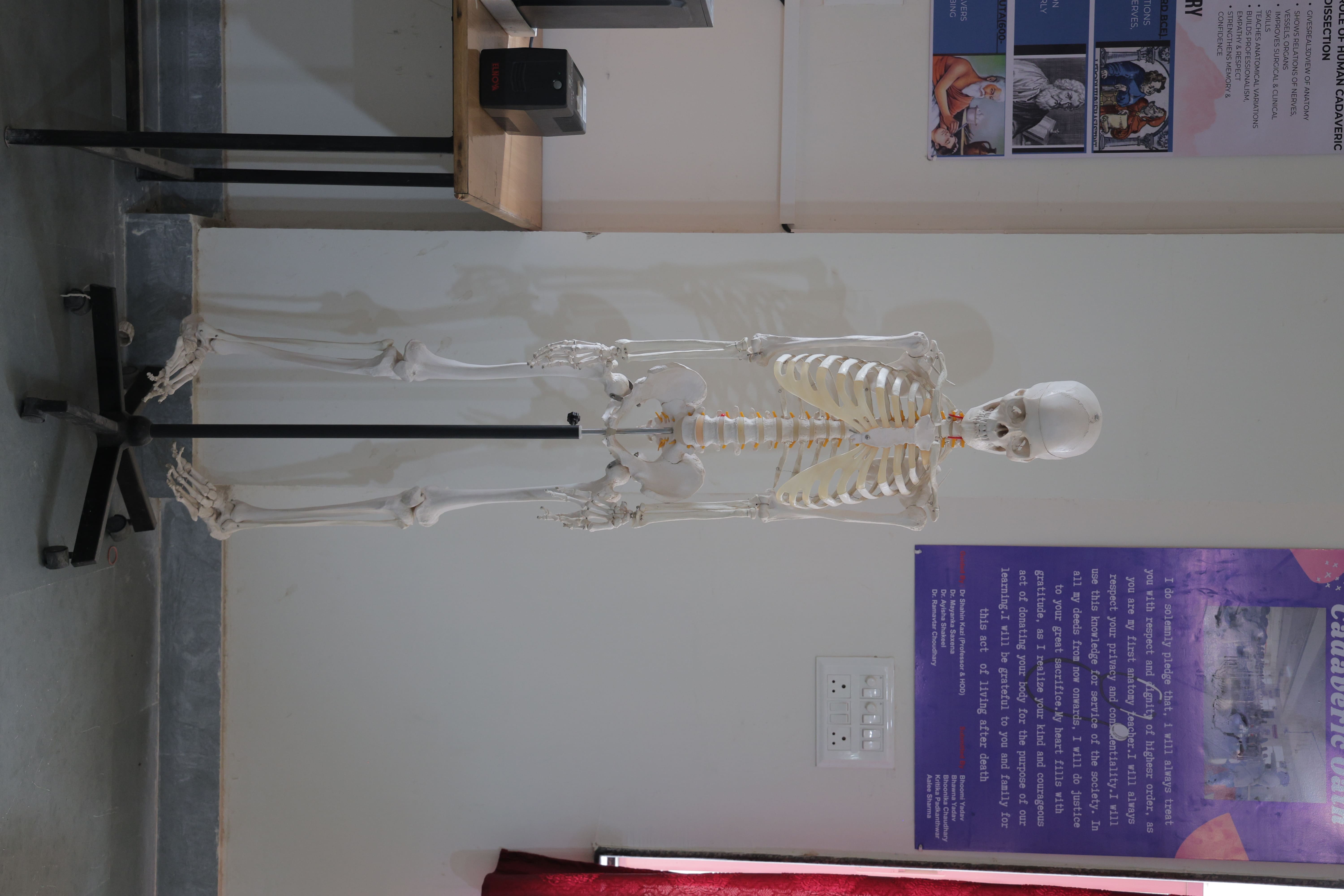 Anatomy department image